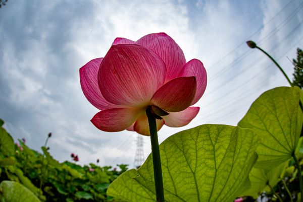 古代蓮